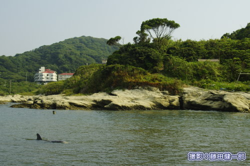 写真：館山市の海岸に現れたハナゴンドウ。
