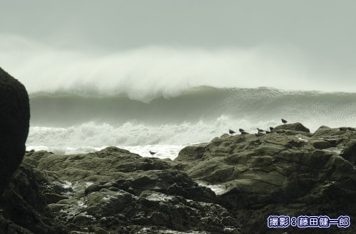写真：特等席で台風13号から届いた波を見物しているシギたち。