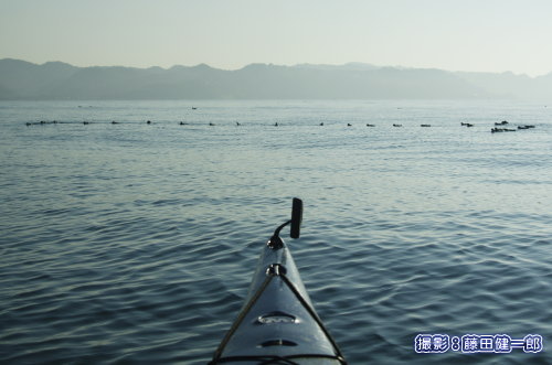 写真：カヤックの前方で魚を探索しながら泳ぐウミスズメの群れ。