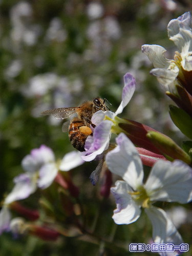 写真：ハマダイコンの花に群がるミツバチたちも忙しそうです。