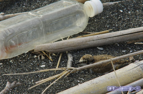 写真：隠れて動かない生まれて1週間以上経過したコチドリの雛。ペットボトルのゴミでサイズが分かります。