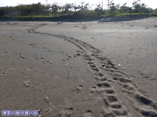 写真：25日発見の南房総市東岸のウミガメ上陸痕。