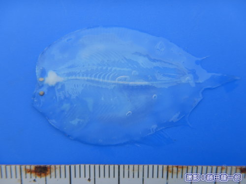 写真：ダルマガレイらしき幼魚が打ちあがっていました。こんなに透明だなんて…。