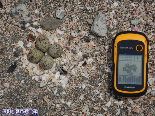 写真：コチドリの卵。一般的な「巣」の印象とは随分違うかもしれませんが、ここで25日間ほど抱卵を続けます。記録用に接近撮影。GPSの長さが10�p。