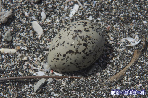 写真：かわいそうに放棄された卵。