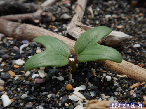 写真：館山市の平砂浦海岸で見つかったグンバイヒルガオの新芽。