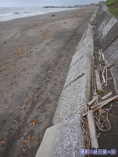 写真：23日、白子の海岸でのウミガメ上陸足跡。延々と35mほど堤防に沿って歩いていました。