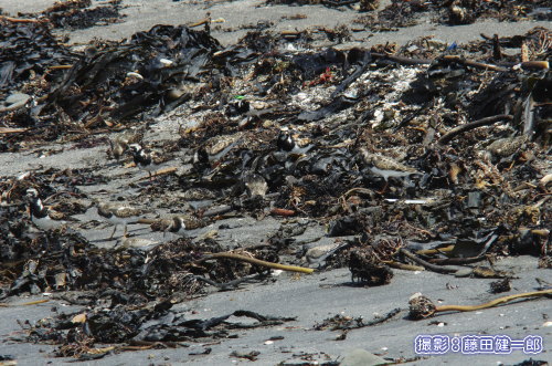 写真：海藻の中で食べ物になる小生物を探すシギたち。この写真の中にキョウジョシギが11羽、トウネンが2羽います。素晴らしいカモフラージュです。