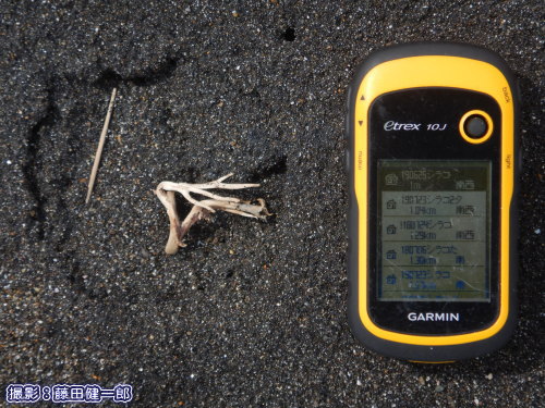 写真：ウミガメ巣の上に見つけた窪み。巣の中で子亀が動き出したサインかもしれません。ちょっと嬉しい時。GPSは10�p。