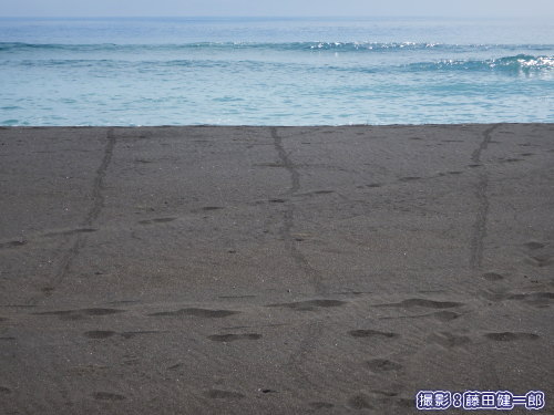 写真：真っすぐに海に向かう子ウミガメの足跡。