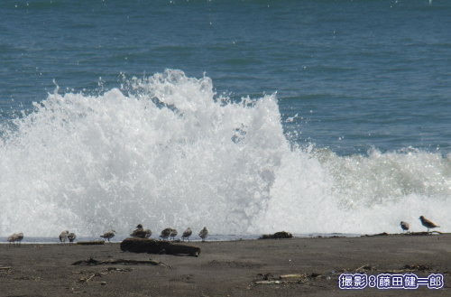 写真：砕ける波を目の前にして寛いでいるシギたち。シギを人のサイズに置き換えてみるとかなり巨大な波ですが、理解と準備があれば危なくないから怖くないということでしょう。
