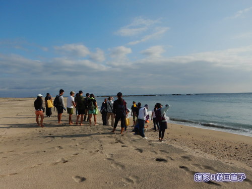 写真：南房総ウミガメ報告会2019、根本海岸でのワンシーン。お散歩のように…。