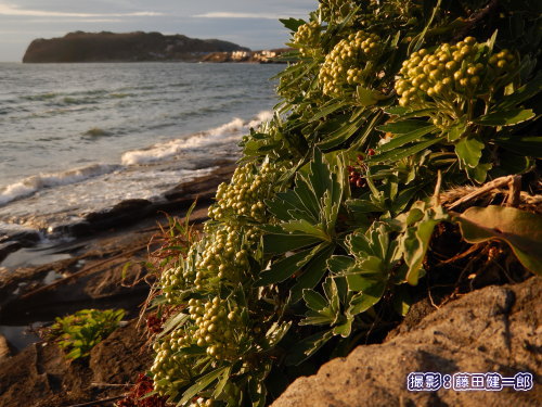 写真：イソギク。2度もの大きな台風に遭っても海浜植物はちゃんと花を咲かせてくれています。