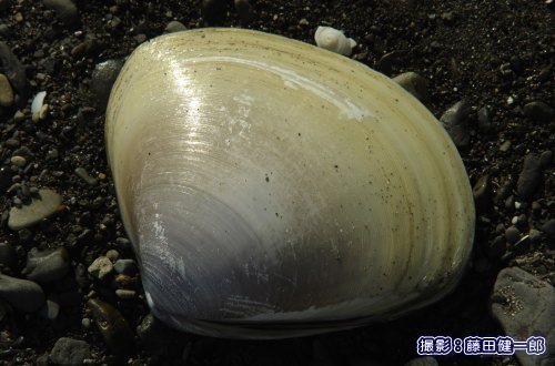 写真：殻の長さが12�pもある2枚貝を拾いました！希少種アリソガイとのことをツイッターで教えていただきました。