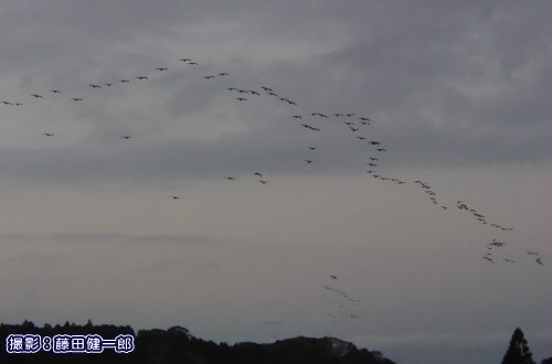 写真：塒を目指して飛ぶカワウの群れ