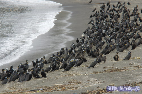 写真：館山湾の海岸で休息中のカワウたち