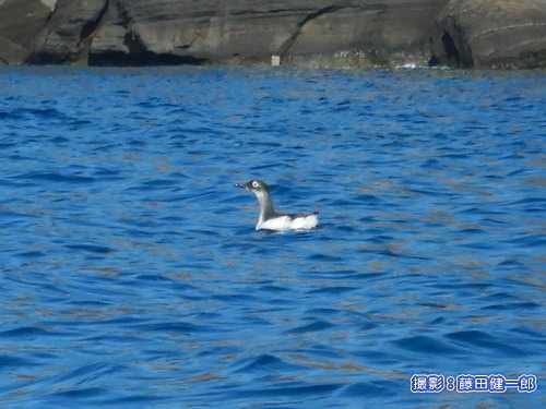 写真：館山湾を漕いでいたところ、なんと北国から飛来の希少種ケイマフリに遭遇！（20日）
