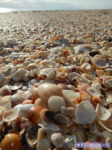 写真：びっしりと貝殻！時化が好きになりそう…