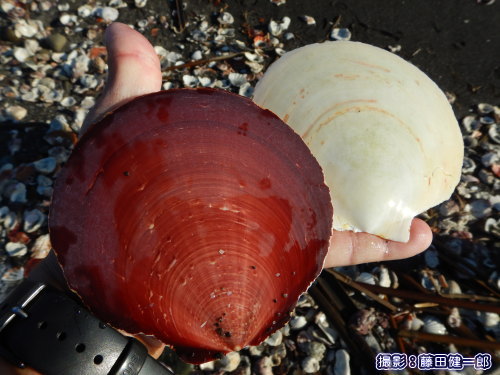 写真：大時化続きの後に打ちあがったツキヒガイ。左右で紅白という、めでたい貝ですね。しかしこの2枚は別個体でした。