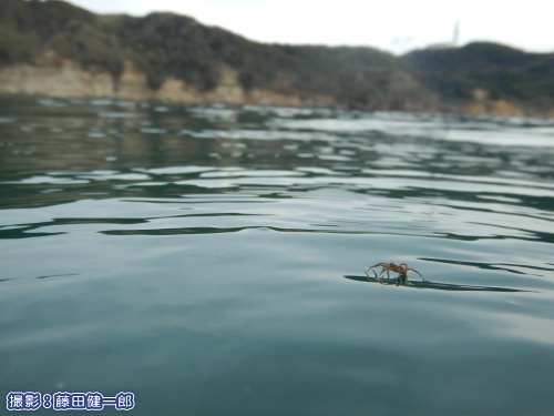 写真：海面を歩くクモと遠くに陸。海上でGoogle