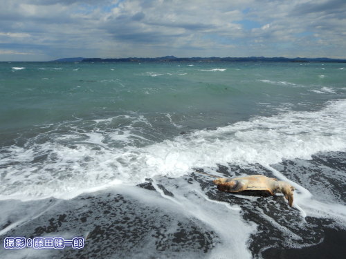 写真：アカウミガメの死骸漂着（3月5日館山見物）