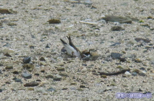 写真：18日には白浜の海岸でコチドリ♂のメスへのアピールディスプレイを始めて見ました。お尻を高くして「ここが巣に良いよ！」と。かわいい…。