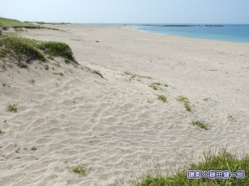 写真：広大で、砂丘が維持されて海浜植生も多く、チドリの繁殖にもウミガメの産卵にも最適な関東にあっては非常に貴重な海岸です。