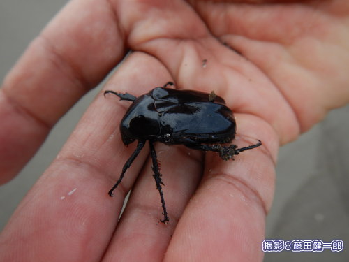 写真：クロカナブンの漂着に遭遇。甲虫の漂着は結構ありますが、これは初めて。私自身は初めて知った種でした。