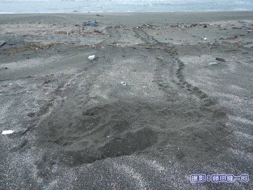 写真：平砂浦海岸でのウミガメの上陸痕。まっすぐに上陸、産んで、まっすぐに海へという理想的な痕跡。