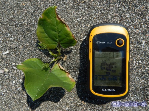 写真：ハマナタマメと思われる発芽をいくつか発見しました。昨年の強烈な台風の影響で種子の漂着が多かったのでしょうか？