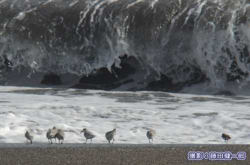 写真：ミユビシギの群れに加わって採餌していたトウネン1羽（右端）。よく見てみるといろいろ面白い海辺の小鳥たちです。