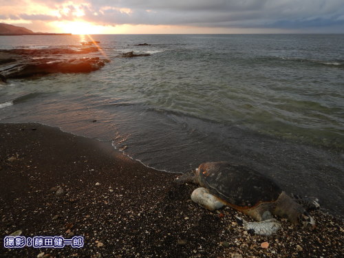 写真：館山市塩見に打ちあがったアカウミガメ。南房総でのウミガメの死骸漂着は珍しいとは言えないほど頻度が高くなっています。