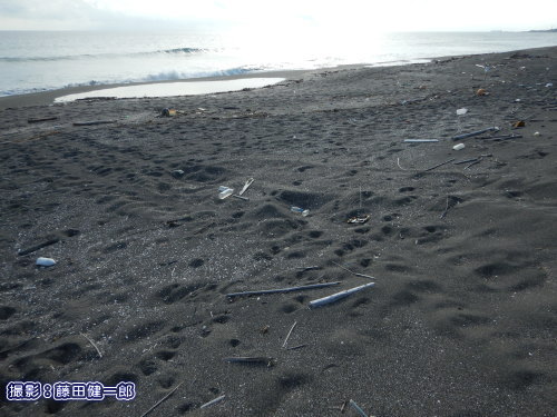 写真：14日、平砂浦で新たに見つかったウミガメの上陸痕。