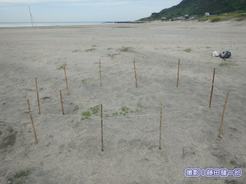 写真：根本海岸に設置したグンバイヒルガオの柵。是非見学に行ってみてください。