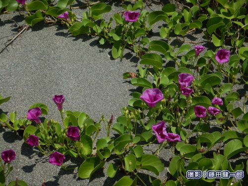 写真：館山市太平洋岸のグンバイヒルガオ群落。毎年夏に鮮やかな花が咲きます。