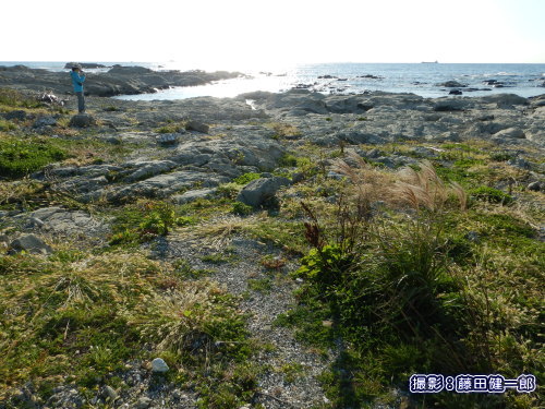 写真：館山市太平洋岸の貴重な自然海岸。様々な海浜植物が活き活きとしています。