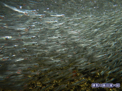 写真：潮溜まりに迷い込んでいた小魚の群れ。
