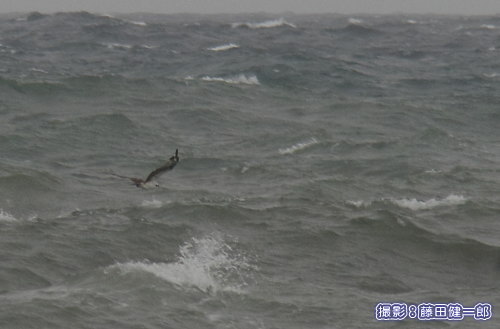 写真：凪の海上で魚を探している印象の強いミサゴも時化の海を飛びます。