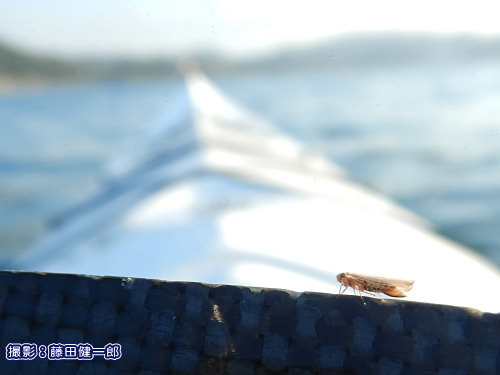 写真：パドルの縁にいるヒメヨコバイの一種と思われる昆虫。水面で複数が歩くことなく、ただ浮遊していました。