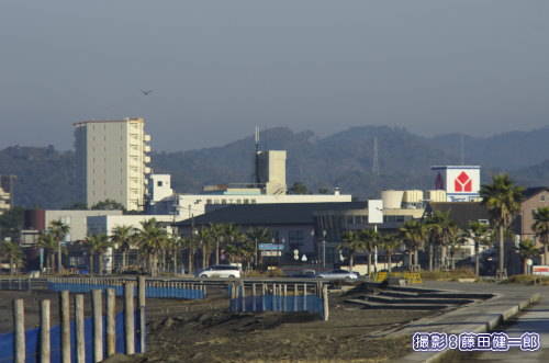 写真：人気のない朝の館山市街の海岸を飛んでいくミサゴ（左上）に遭遇。ミサゴにとってここはどんな場所に見えるのでしょう？