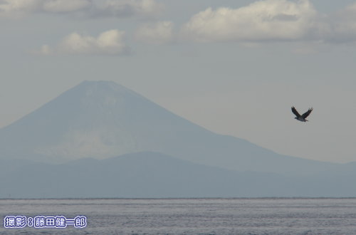 写真：なかなか雪が積もらなかった富士山と魚を探すミサゴ。