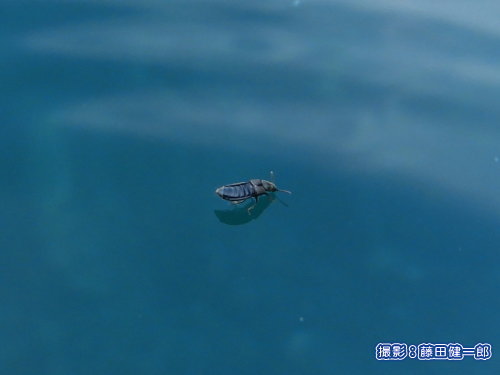 写真：海面で立っていたハネカクシ類。長さが5�oくらい。小さいことで水面で立てる、つまり行動圏とすることができるのですね。