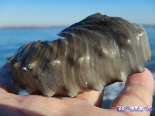 写真：館山湾で見つけたタコブネ。割れていても貫禄のある殻でした！