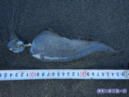 写真：館山湾で見つけたゾウクラゲと思われるもの。