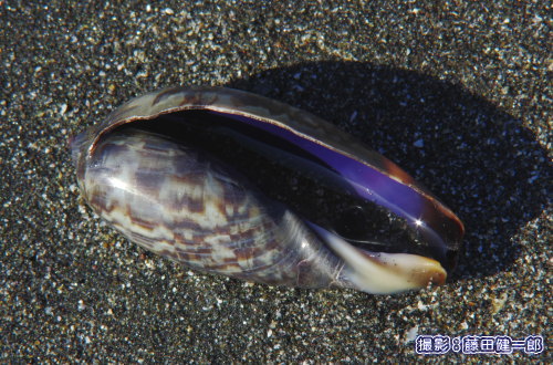写真：貝殻拾いは誰でもできる海の生き物調査