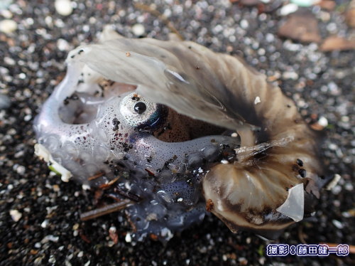 写真：館山湾で見つかった生きているタコブネの漂着。これもストランディング。と考えるとビーチコーミングはストランディング調査。