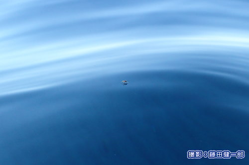 写真：海の上を歩くクモ
