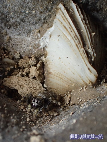 写真：関東大震災で棲んでいる岩が隆起した時に死んでしまったそのままに今でも残っているカモメガイと海辺の住人イソハエトリグモ。