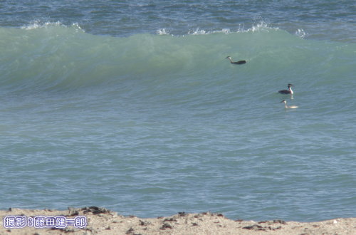 写真：波と戯れるカンムリカイツブリ。