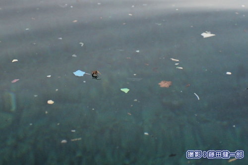 写真：海面のマイクロプラスティックとクモ